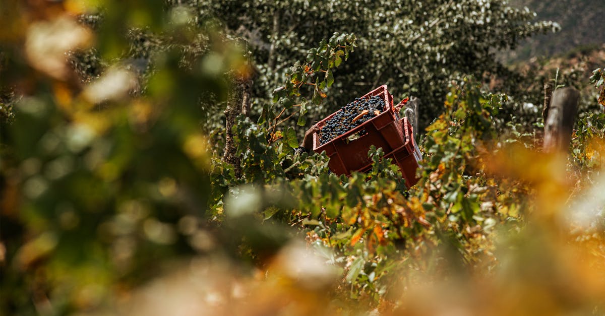Ripe grapes overflowing in a crate during harvest season in a lush vineyard.