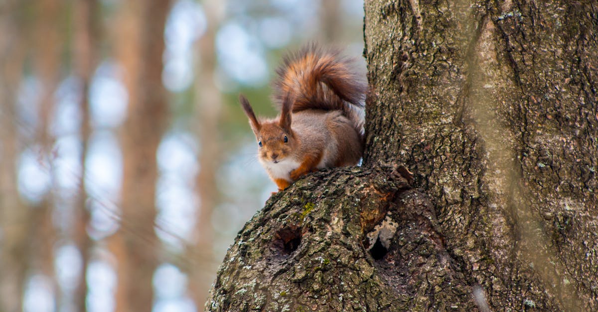 Close-up of a red squirrel perched on a tree in a forest setting, showcasing wildlife.