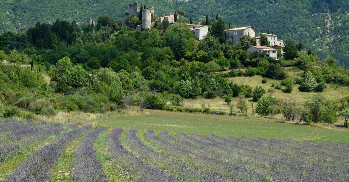 A scenic view of lavender fields leading to a historic village nestled in Provence, France.
