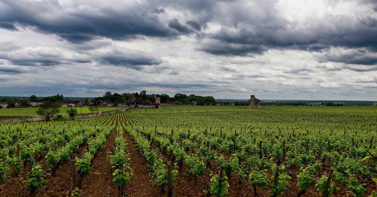Wide view of a vineyard under a cloudy sky, showcasing lush green grapevines stretching across the farmland.