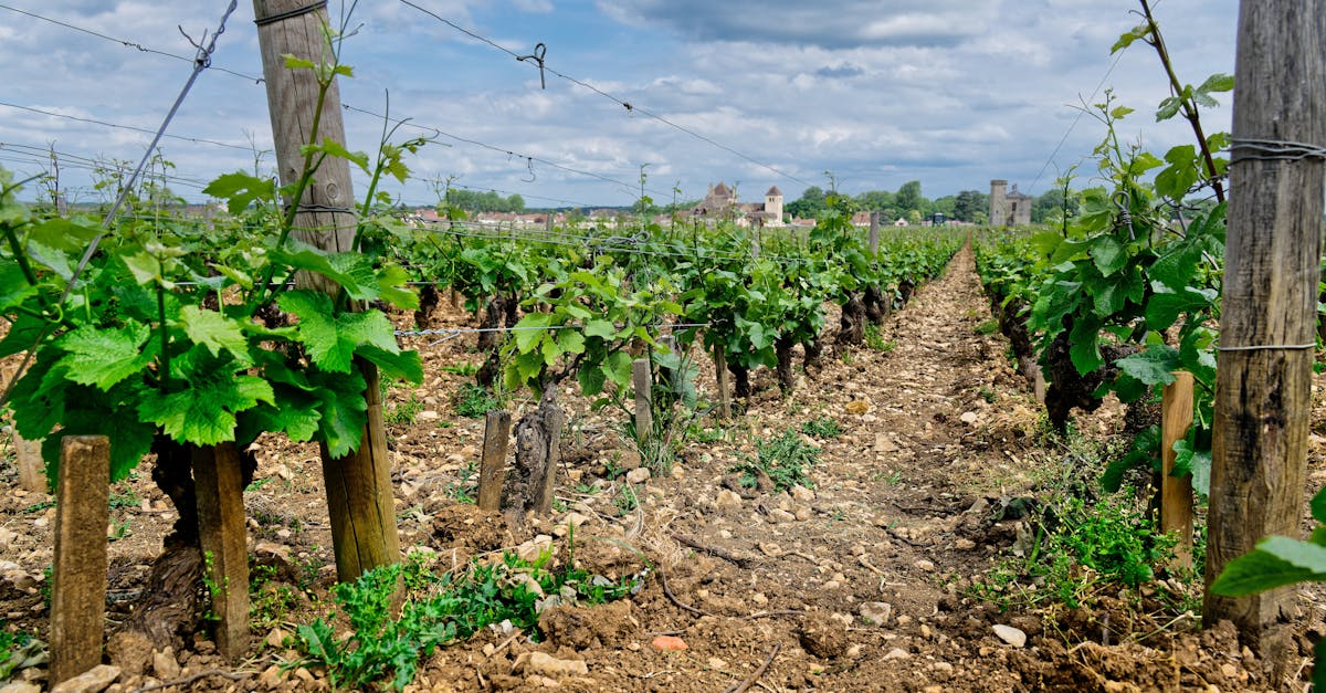 Scenic view of vibrant vineyard in Vougeot, Burgundy, capturing rows of grape vines under a cloudy sky.