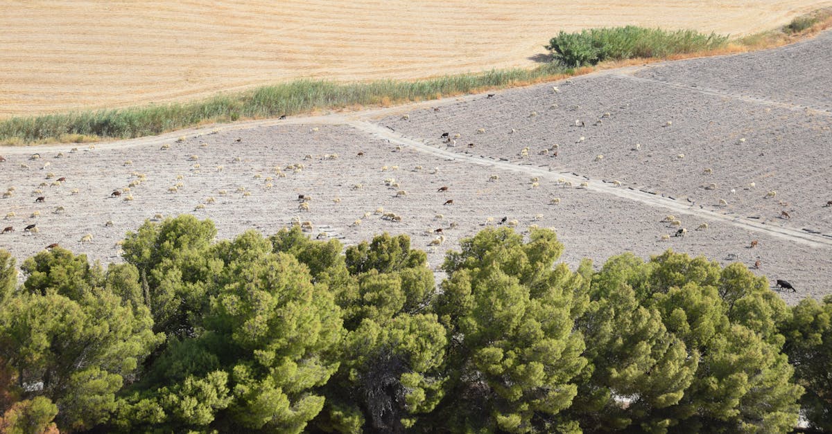 Drone shot showing a herd of animals grazing in a valley with lush greenery and fields.