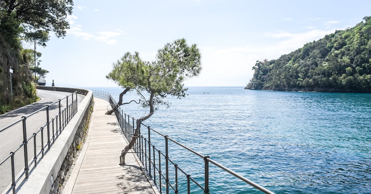 Serene coastal walkway with blue sea and tree, ideal for nature lovers.
