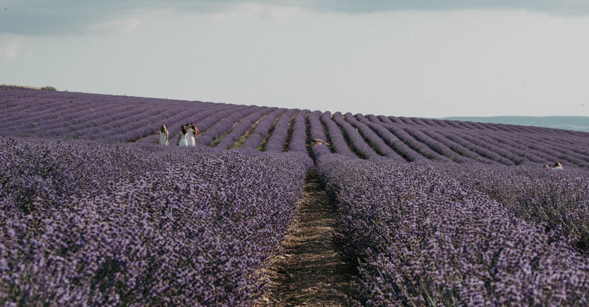 Lavender Flowers on a Field