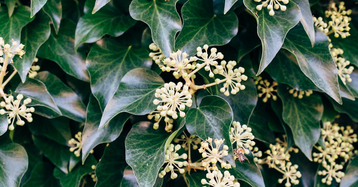 Close-up of lush ivy leaves with blooming flowers and a bee in natural light.