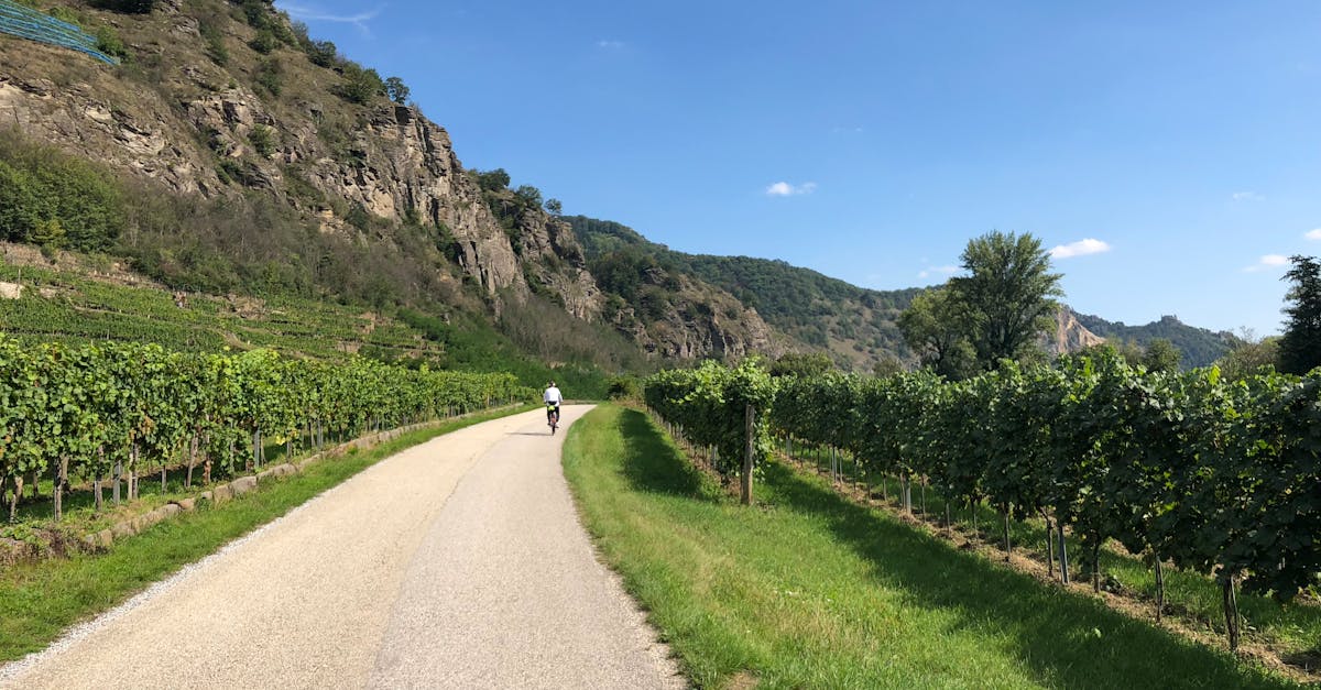 A lone cyclist travels through a peaceful vineyard with lush greenery and scenic hills in summer.
