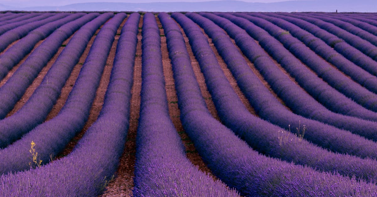 Vibrant rows of lavender in Valensole, capturing the essence of summer in Provence.