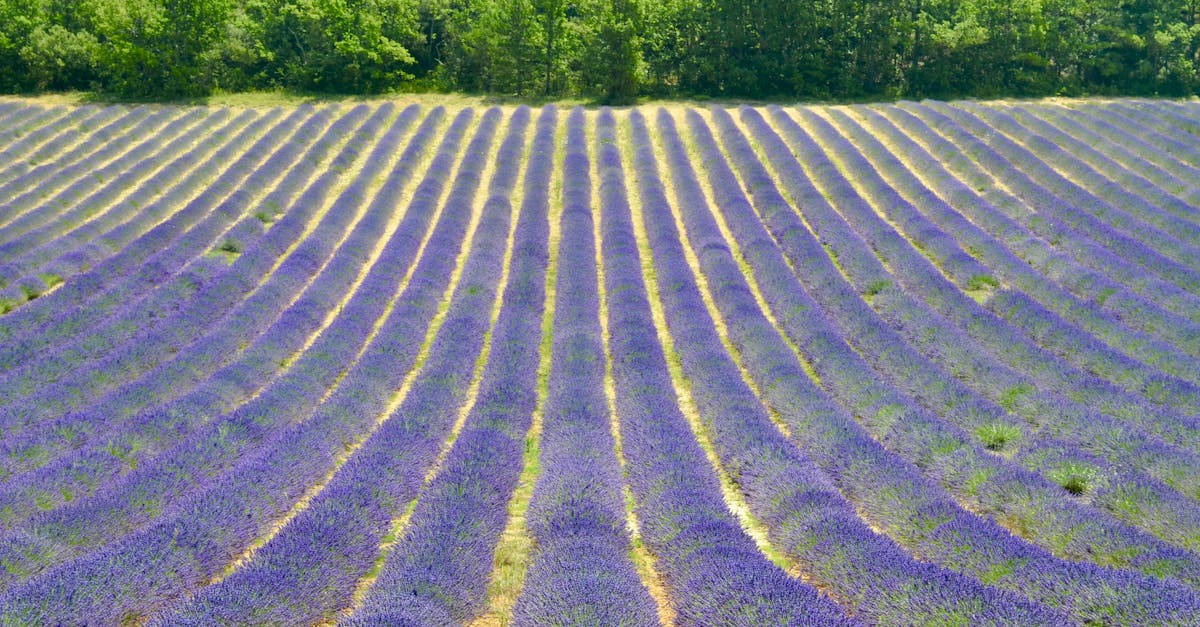 Explore the stunning rows of blooming lavender fields in Provence, France, a picturesque summer sight.