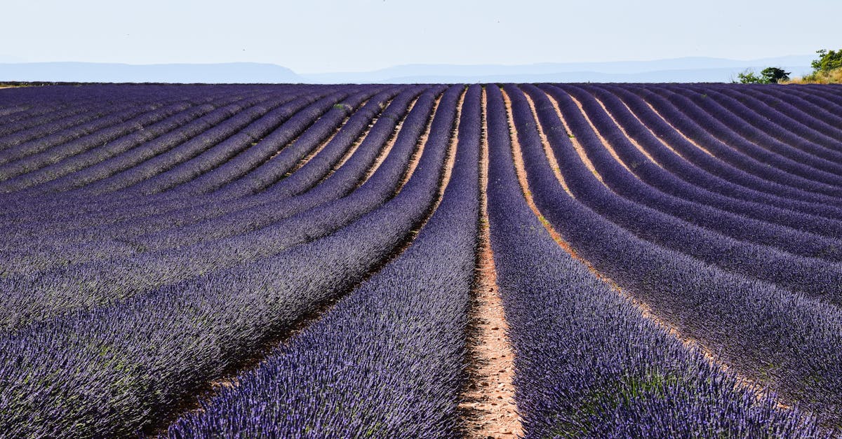 Beautiful lavender fields under a clear sky in Provence, France.