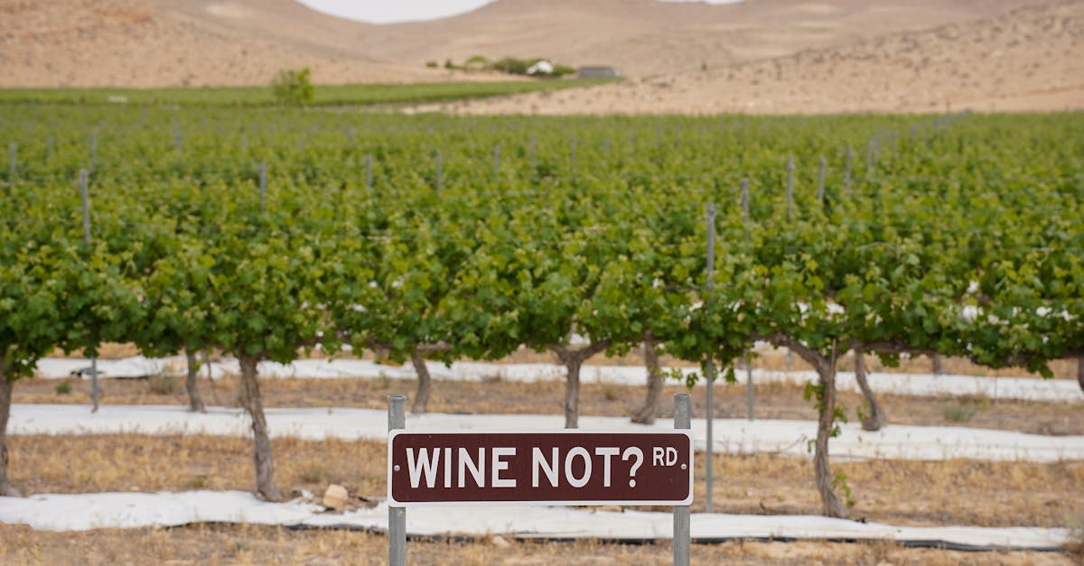 A lush vineyard in South District, Israel with a playful road sign saying 'WINE NOT? RD.'