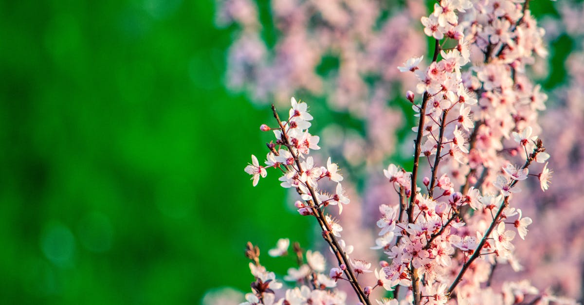 Beautiful cherry blossoms blooming in spring with a vibrant green backdrop.