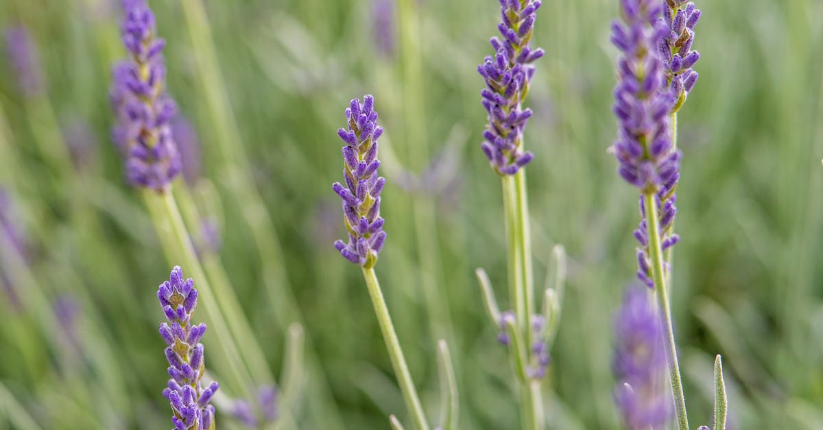 Vibrant lavender flowers in full bloom, showcasing their natural beauty and soothing aroma.