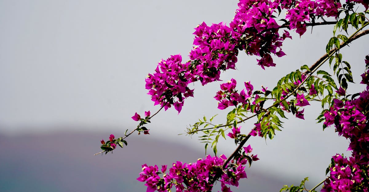 Bright pink Bougainvillea flowers with green leaves set against a clear sky, creating a vivid contrast.