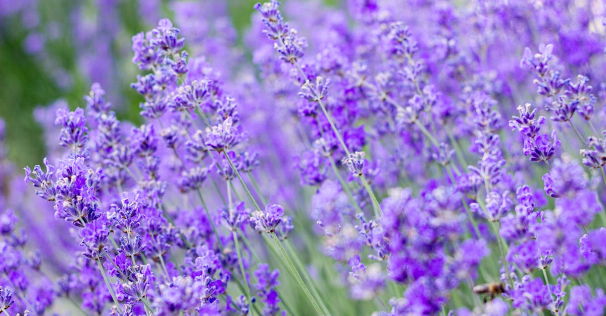 Beautiful lavender flowers in full bloom during summer, capturing their vibrant purple hues.