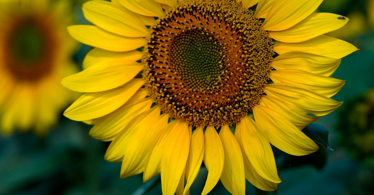Close-up of a vibrant sunflower with detailed yellow petals and seeds against a blurred green background.