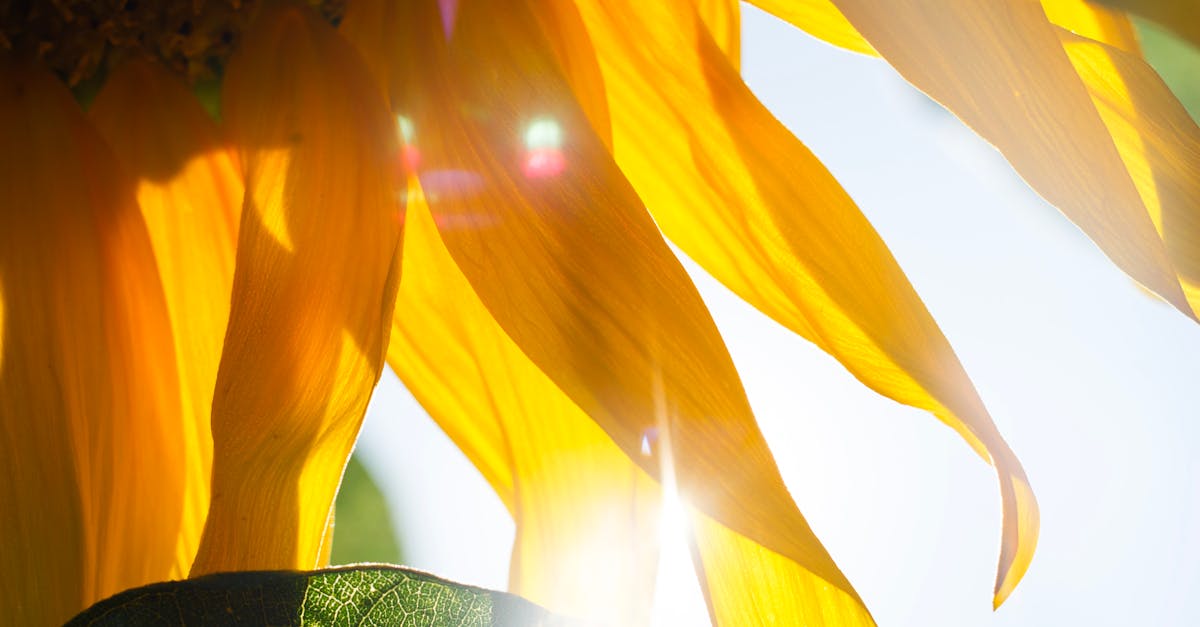 A vibrant close-up of sunflower petals illuminated by sunlight, showcasing nature's beauty.