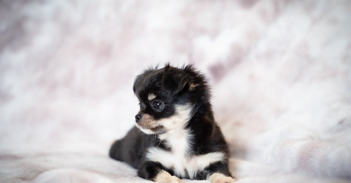 Adorable black long-haired Chihuahua puppy lying down, looking away, on a soft background.