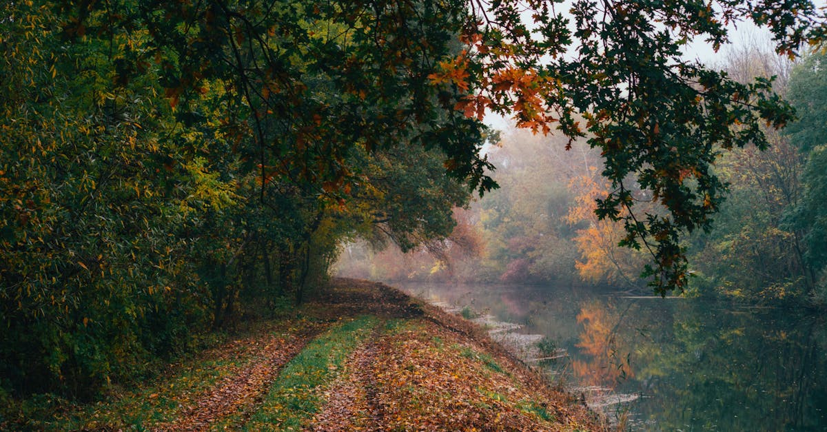 Explore a peaceful forest path by the river, vibrant with autumn colors in Poland.