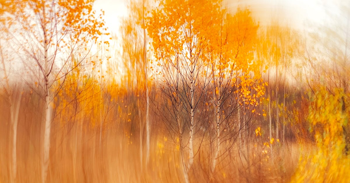 A mesmerizing abstract capture of an autumn forest with vibrant orange and gold hues.