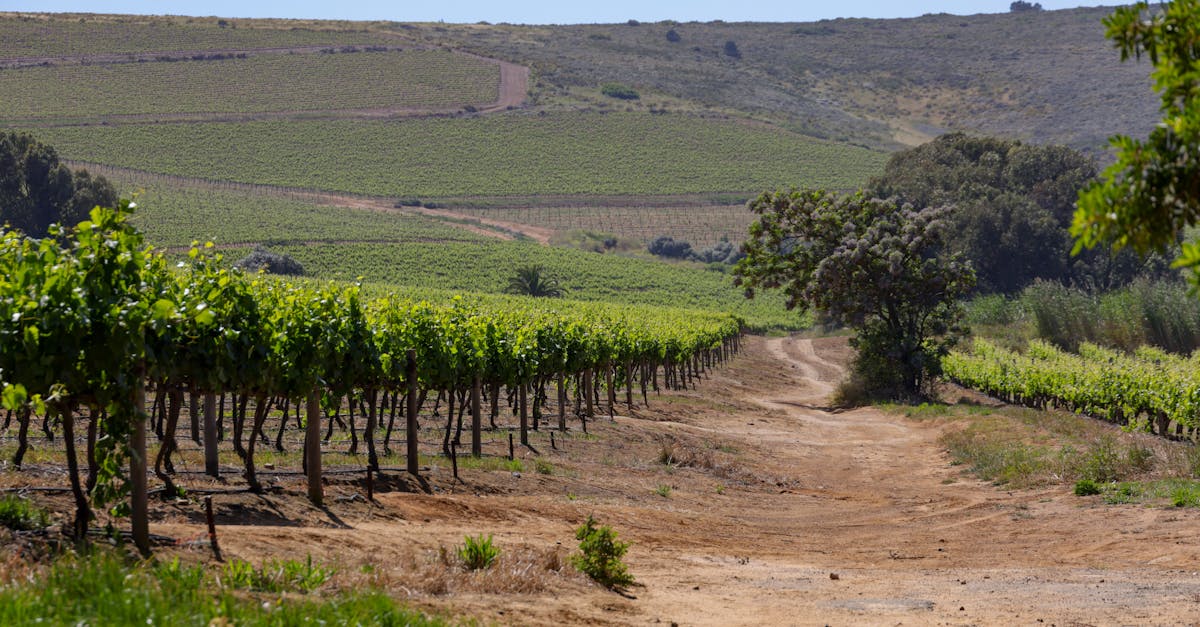 Expansive vineyard under a bright blue sky with a dirt path leading into the hills.