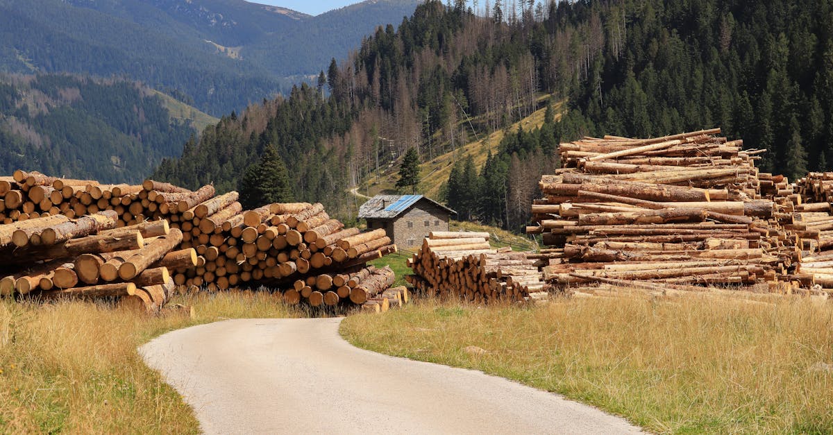 Scenic view of a rural logging site with stacked timber in a mountainous forest landscape.