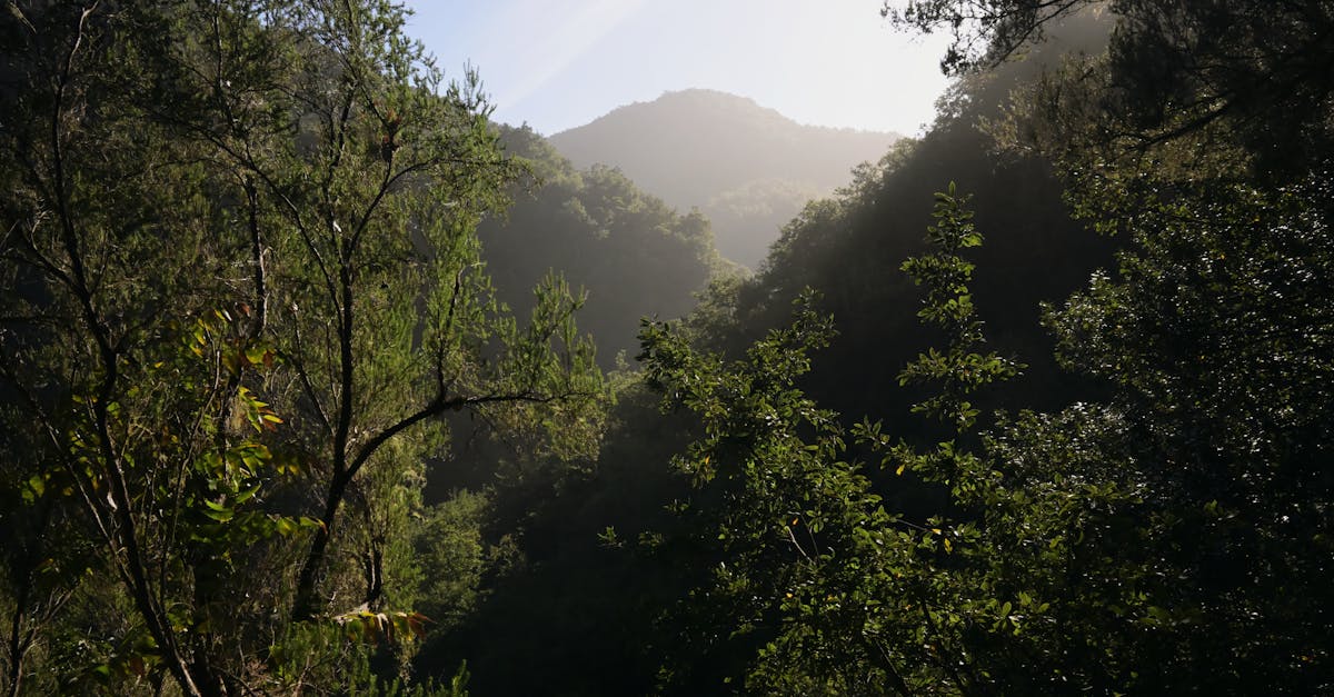 Lush forest landscape with mountainous backdrop under the warm sunlight.