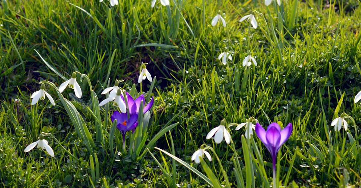 Vibrant purple crocus and delicate snowdrops blooming in a green meadow.