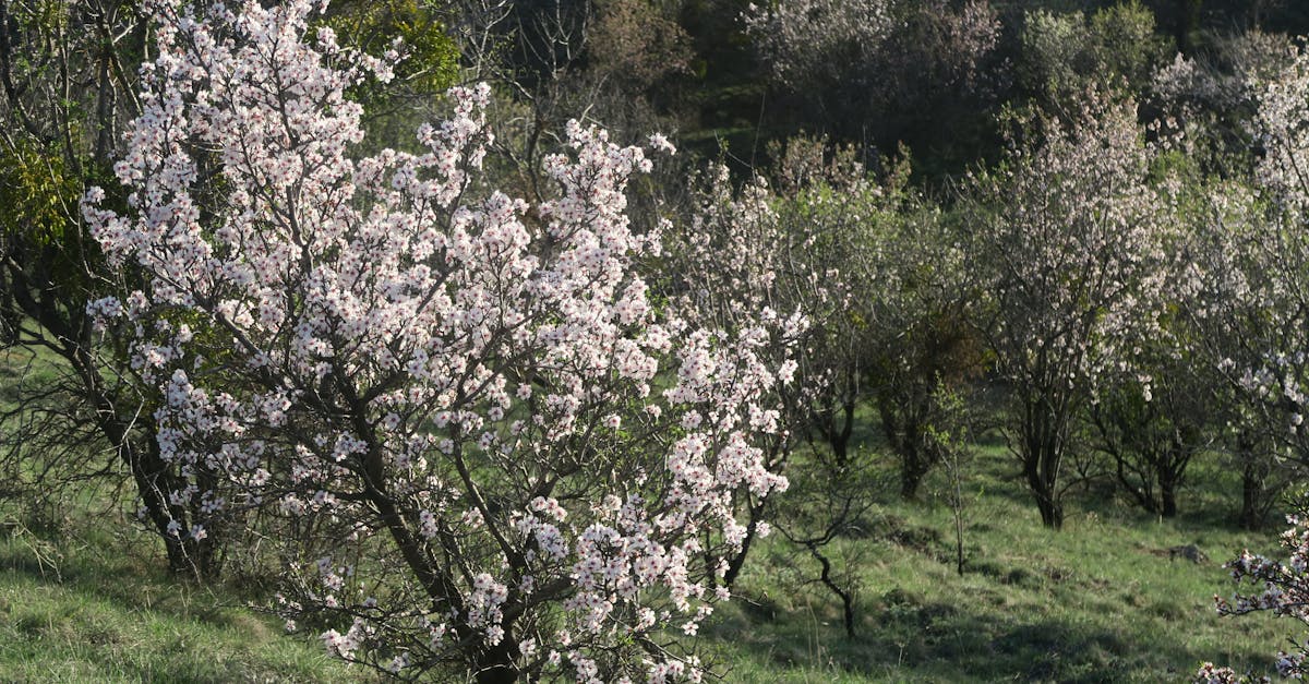 Scenic view of cherry blossom trees blooming in the springtime in a lush green meadow.