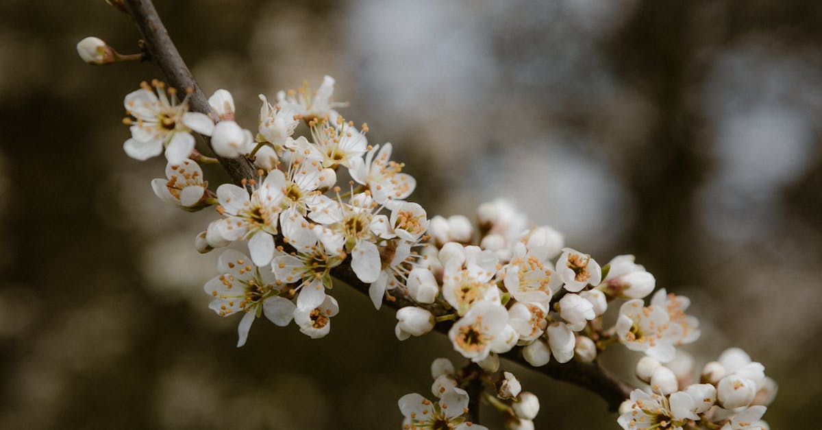 Close-up of cherry blossoms on a branch during early spring, showcasing delicate white flowers.