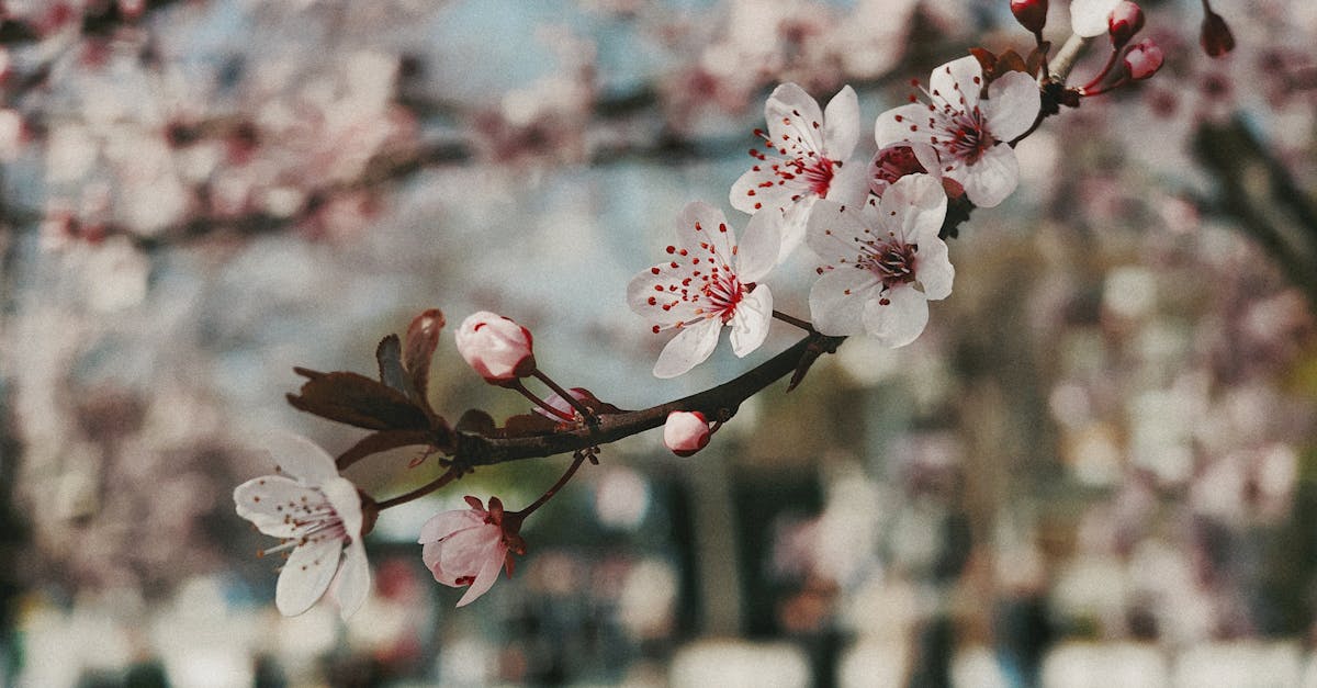 A detailed close-up of cherry blossoms blooming with a blurry background during springtime.