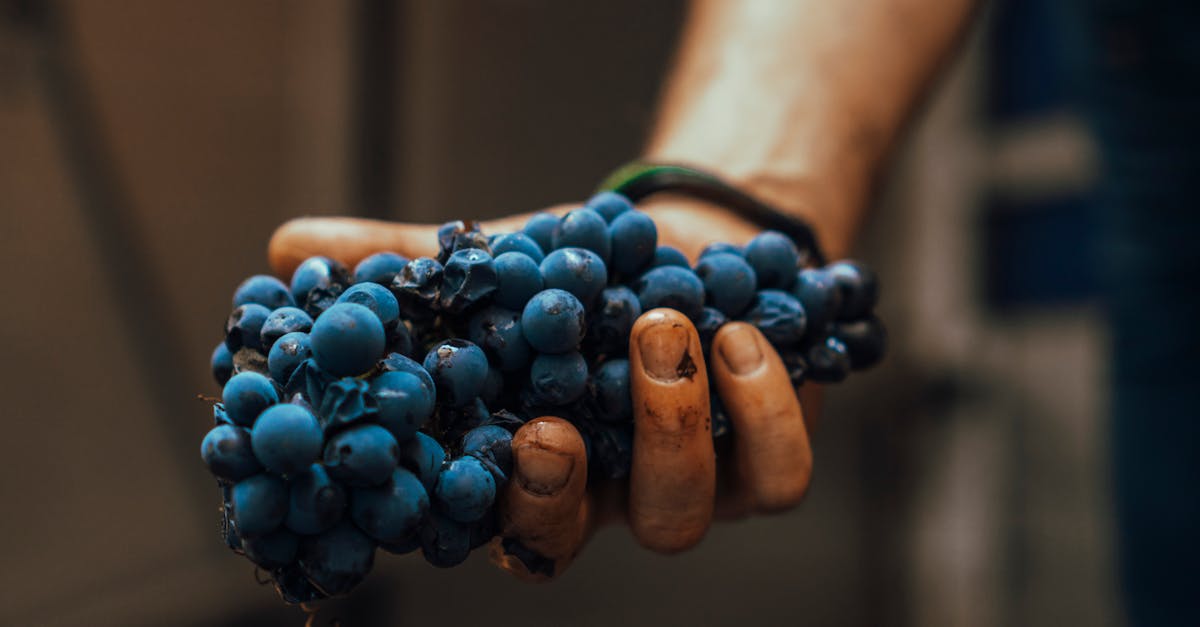 Macro shot of blue grapes being held by a farmer's hand, showcasing fresh harvest.
