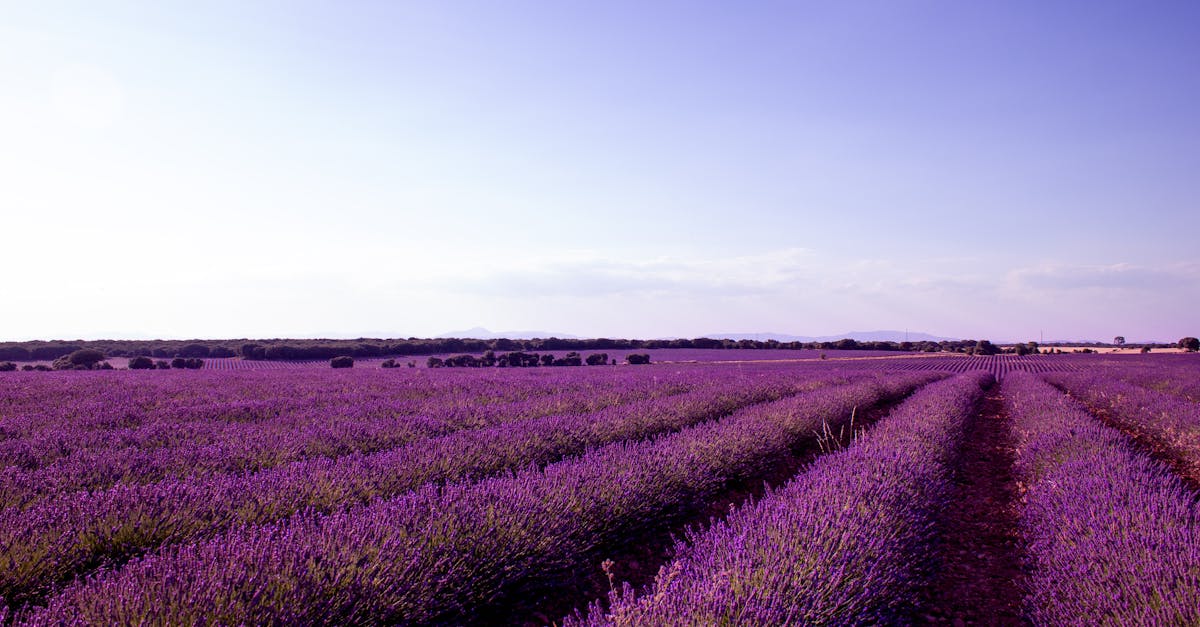 Lavender fields in full bloom under a clear blue sky in Brihuega, Spain. Perfect summer scenery.