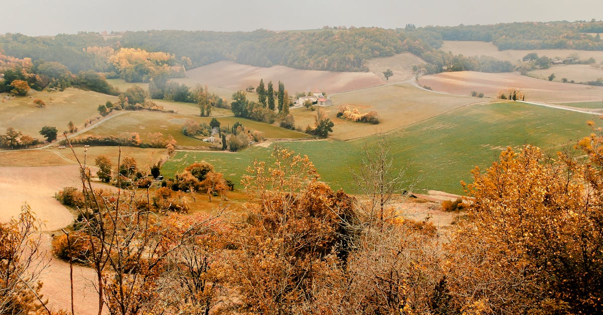 Serene autumn landscape featuring foggy fields and colorful trees.