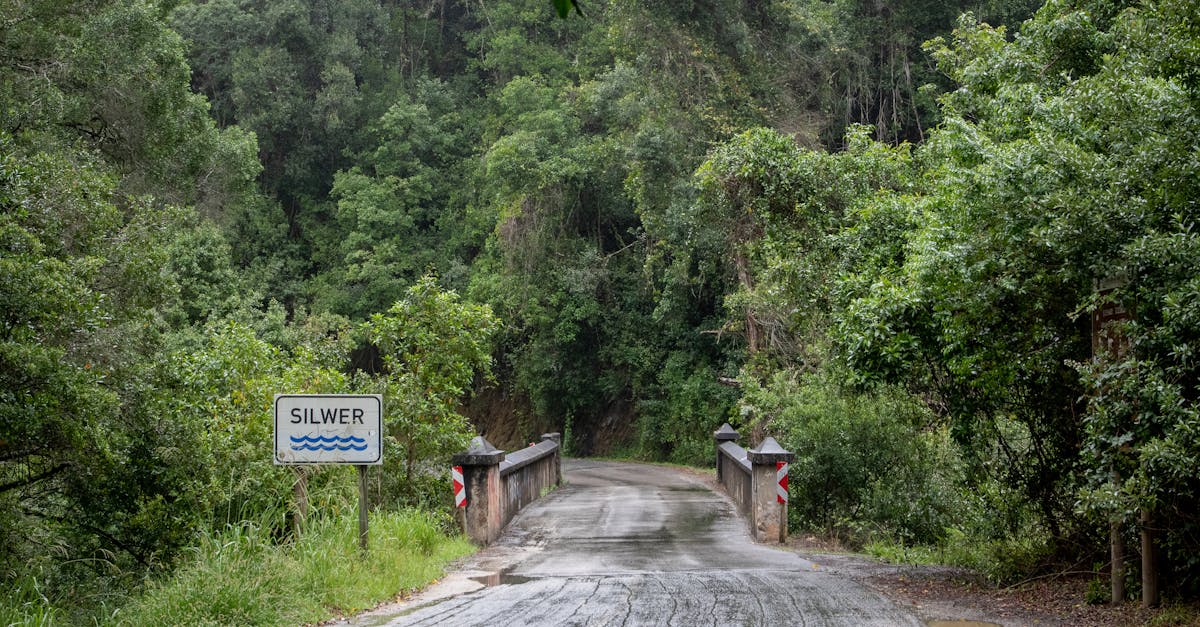Tranquil road bridging lush green forest, enveloped in nature's serene beauty.