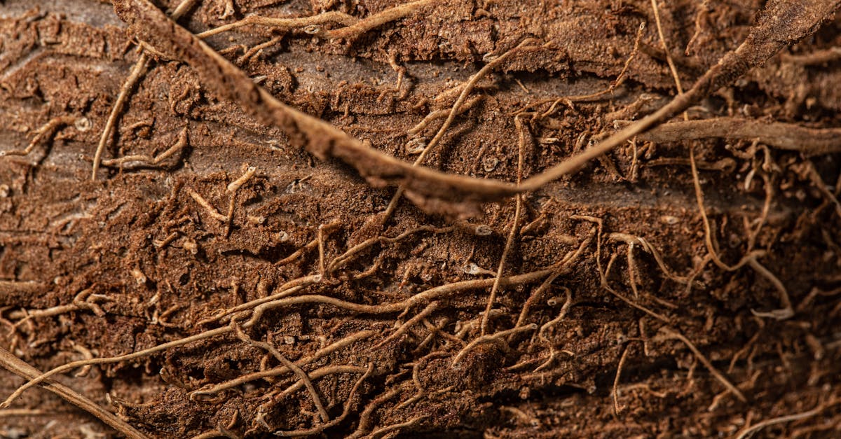 Detailed close-up of roots and brown soil showing natural texture and complexity.
