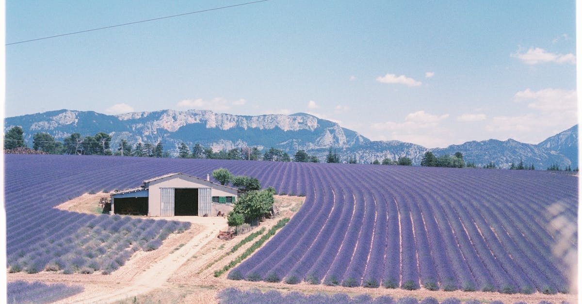 Lavender fields stretch to the horizon with a farmhouse in Aix-en-Provence, France.