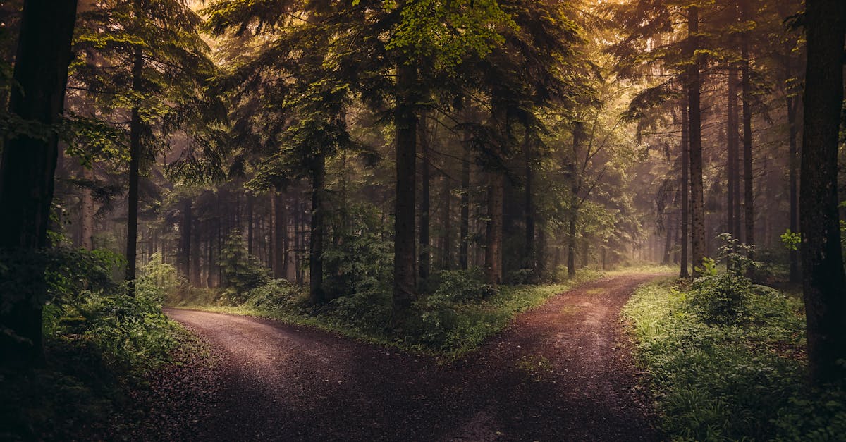 A serene dirt road divides in a lush forest at sunrise, enveloped in mist.
