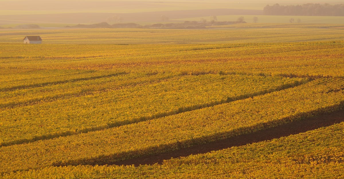 Aerial view of expansive golden fields at sunset with a solitary barn in rural countryside.