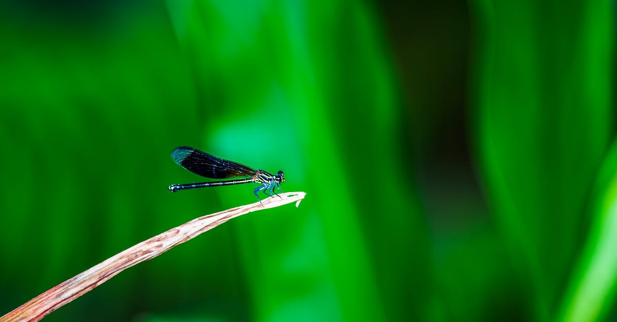Striking macro shot of a damselfly perched on a stem against a blurry green background.