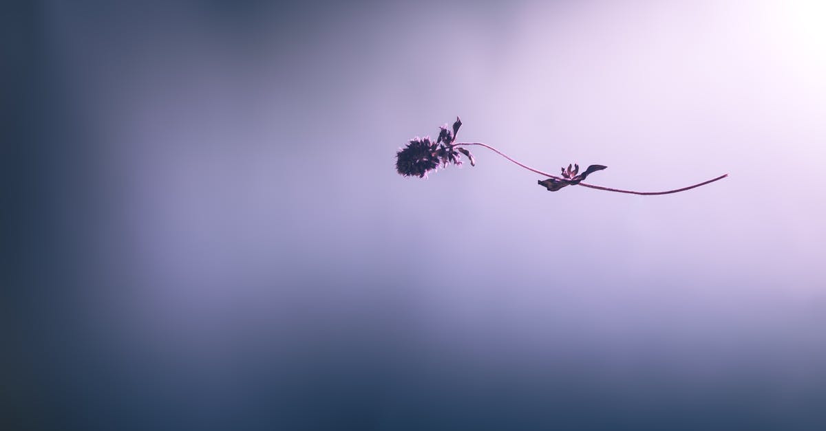 A minimalist capture of a single plant stem against a soft, blurred background.
