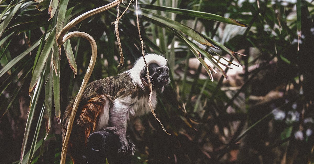 A vibrant tamarin monkey perched amidst dense rainforest foliage, showcasing its natural habitat.